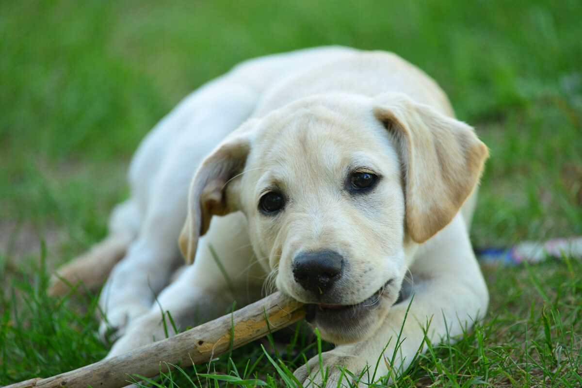 How to Avoid Common Puppy Injuries and Accidents 