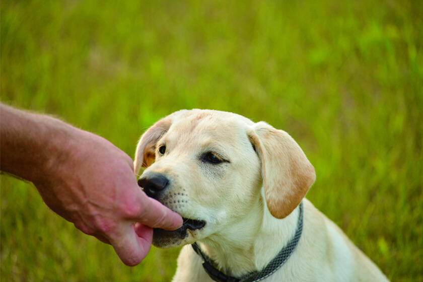 Giving a young Labrador puppy a treat