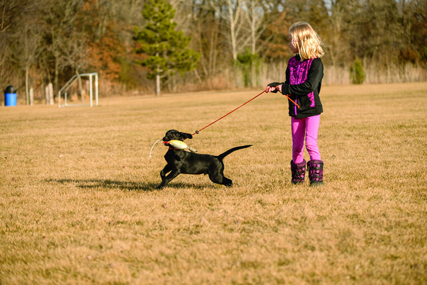 Young girl with black Labrador puppy on a leash