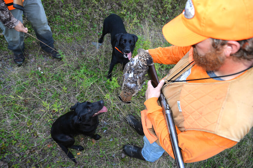 Bird hunter with ruffed grouse and Labrador retrievers