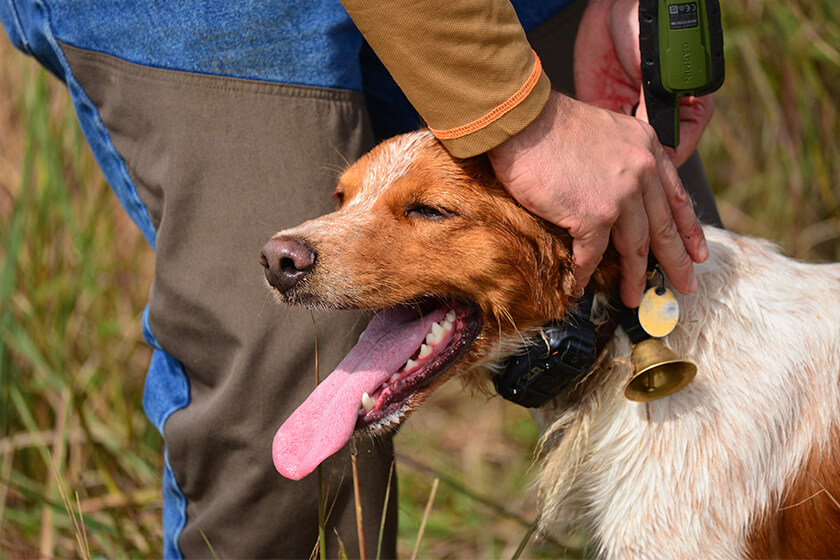 Bird hunter with American Brittany