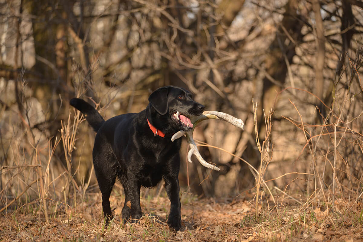 Why Your Bird Dog Will Benefit from Having Multiple Jobs