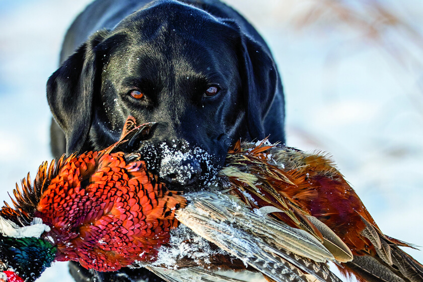 Black Lab with ring-necked pheasant