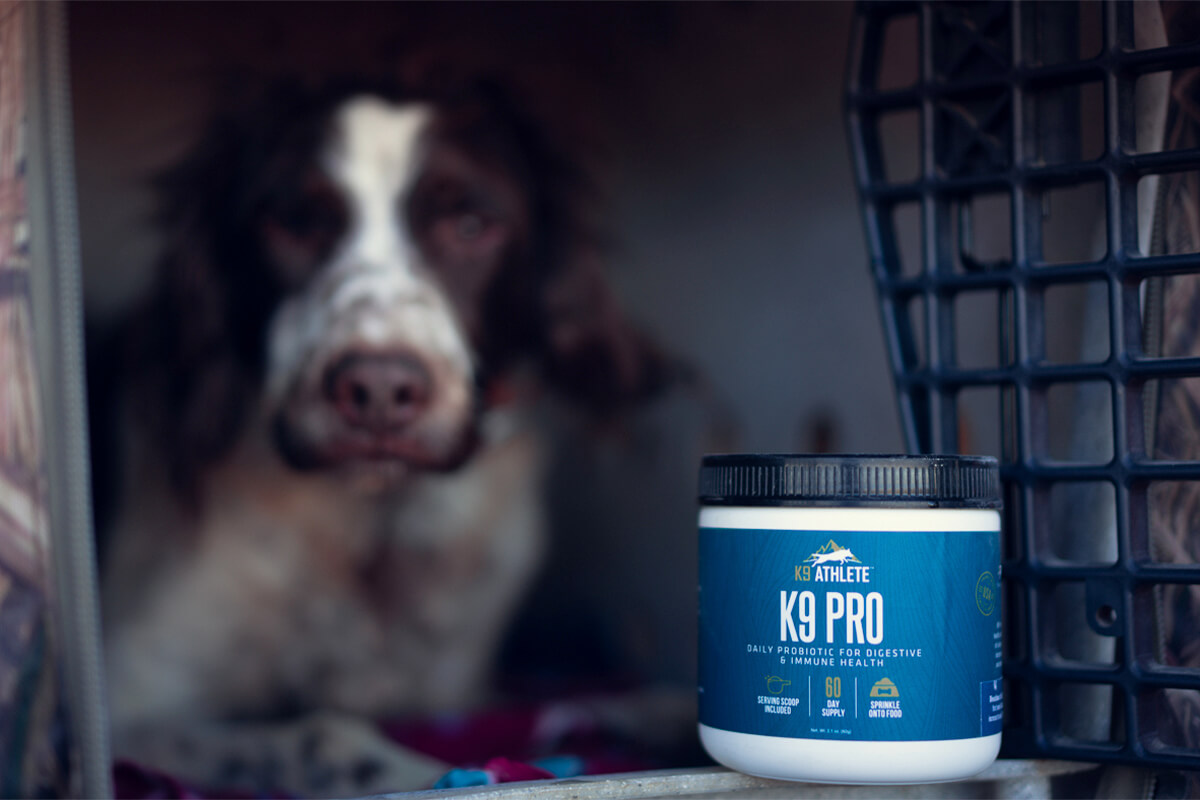 Best Nutritional Supplements for Dogs