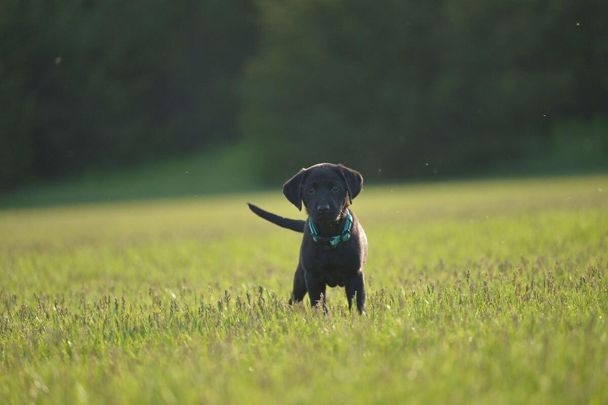 The Best Way to Train a Puppy