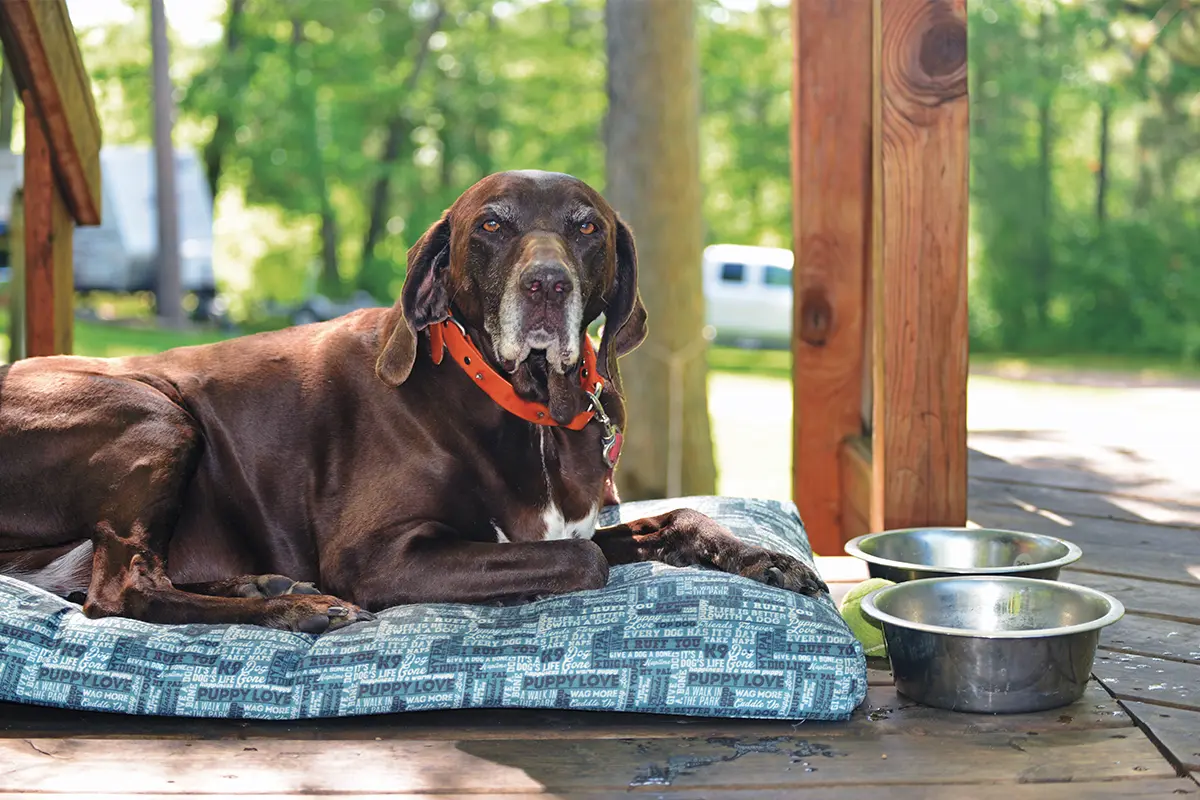 Everything You Need to Know to Care For Your Senior Dog · The Wildest