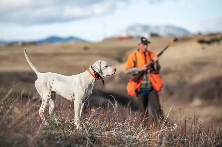 are border collies hunting dogs