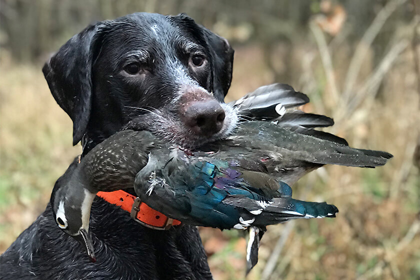 pointing dog holding a wood duck