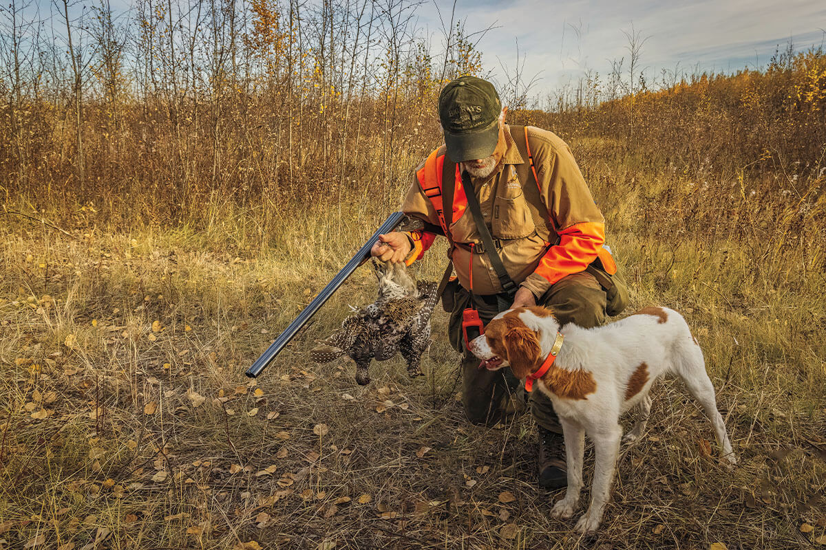 upland bird hunter with american brittany bird dog