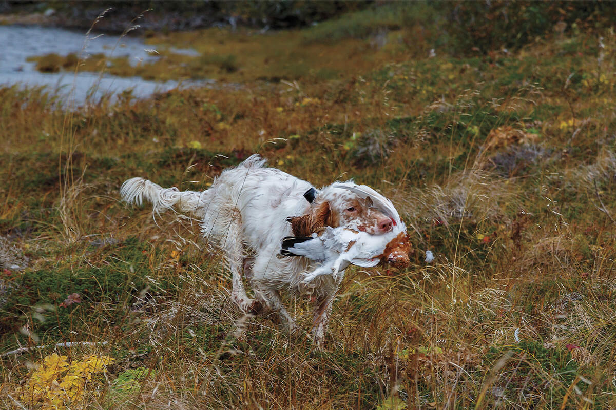 american brittany carrying a ptarmigan