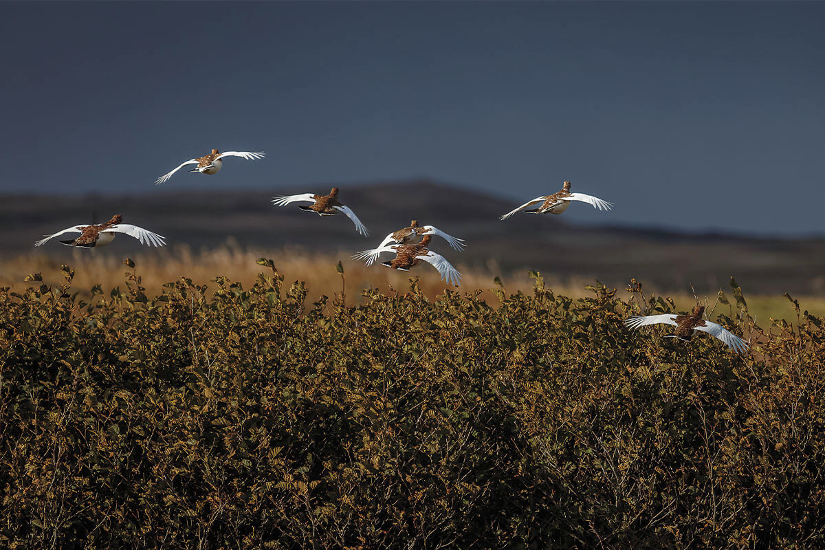 ptarmigan flying