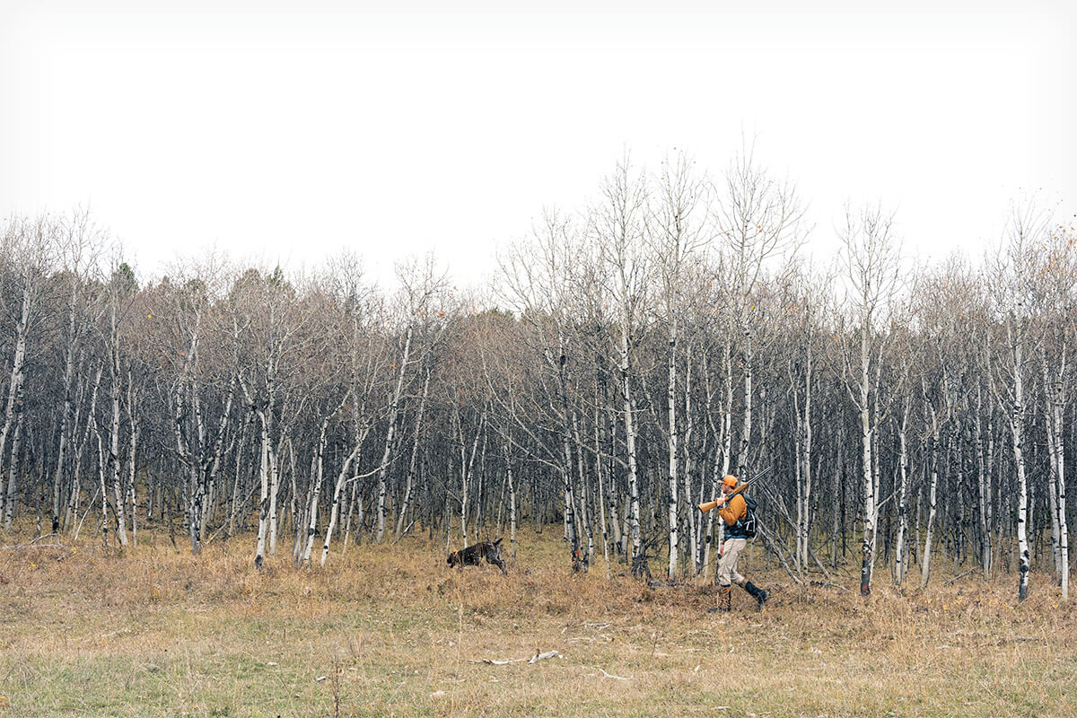 Bird Hunting Spotlight: Black Hills Ruffed Grouse