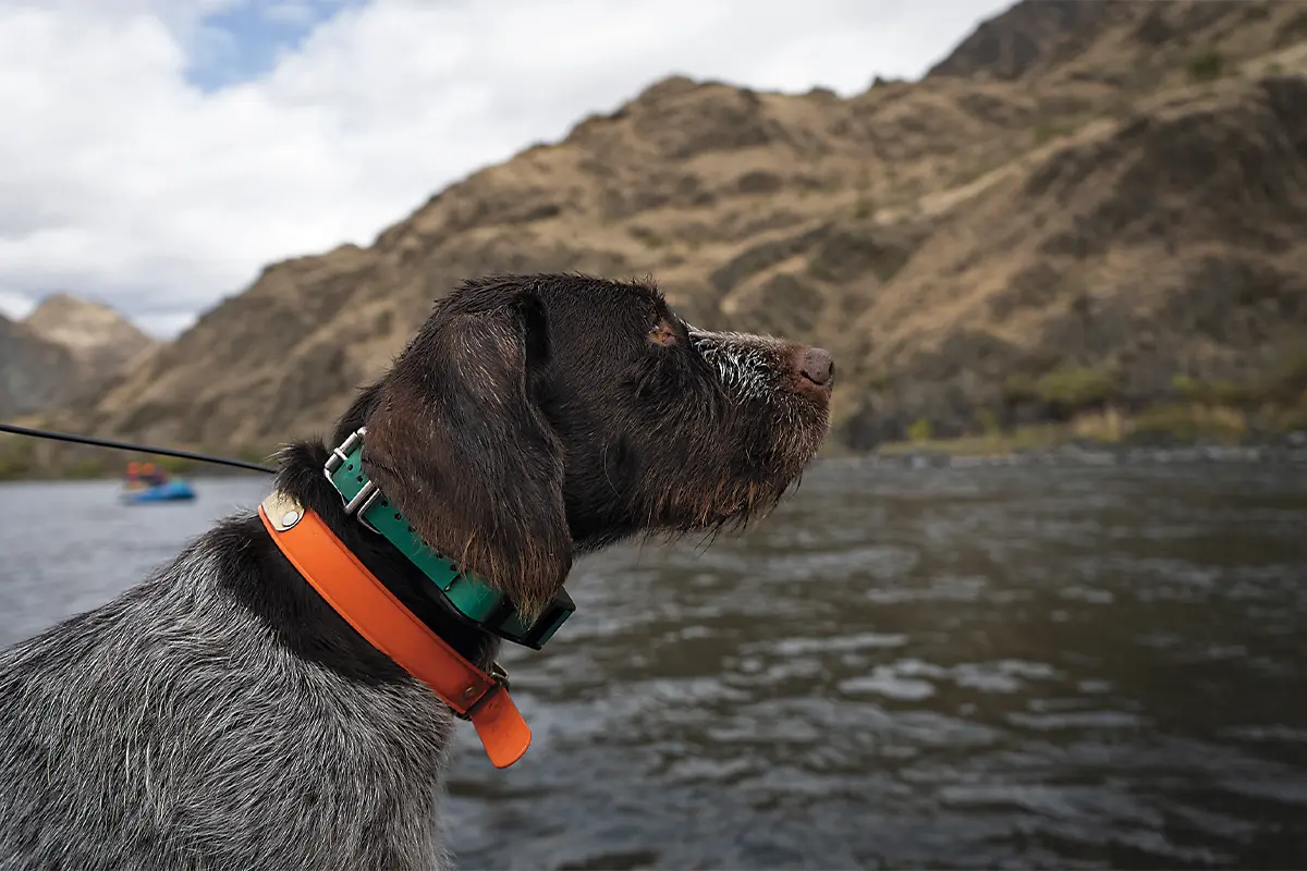 are dogs allowed in hells canyon