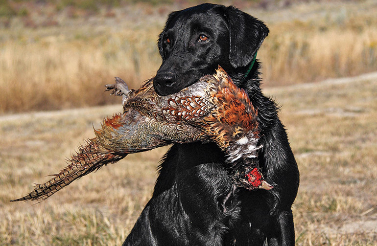 labrador retriever hunting