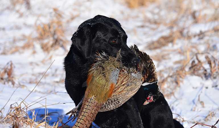 How to Hunt Pheasants on Public Land with Map Apps