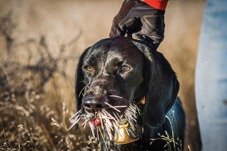 black lab with porcupine quills on face