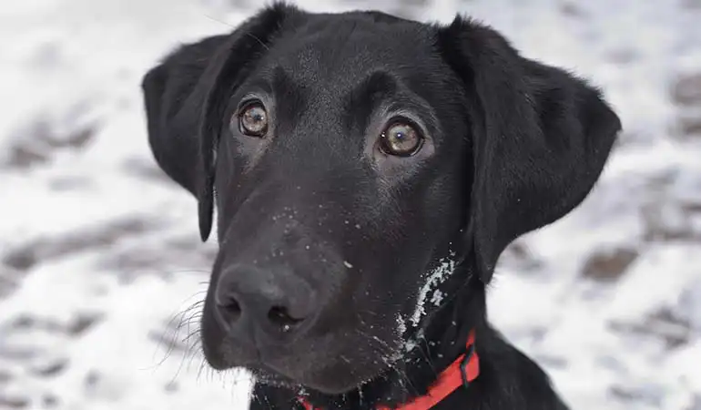 how do you train a lab to be a bird dog