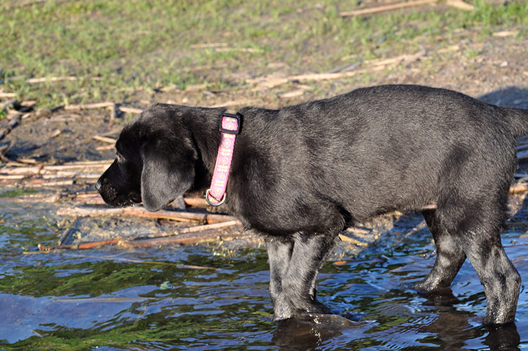 black lab puppy stepping into water