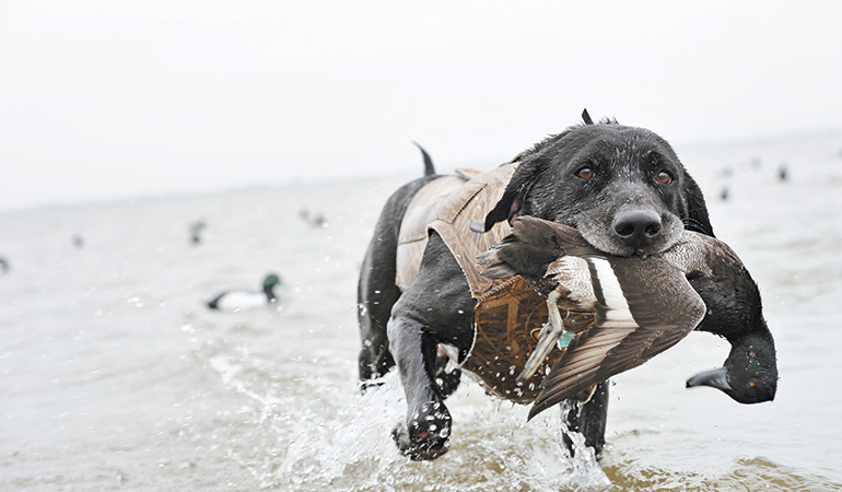 Bay Dog: Making Great Big-Water Retrievers