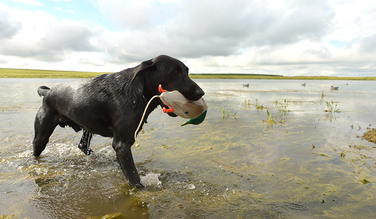 Canine Fitness: Work Your Bird Dog Into Hunting Shape