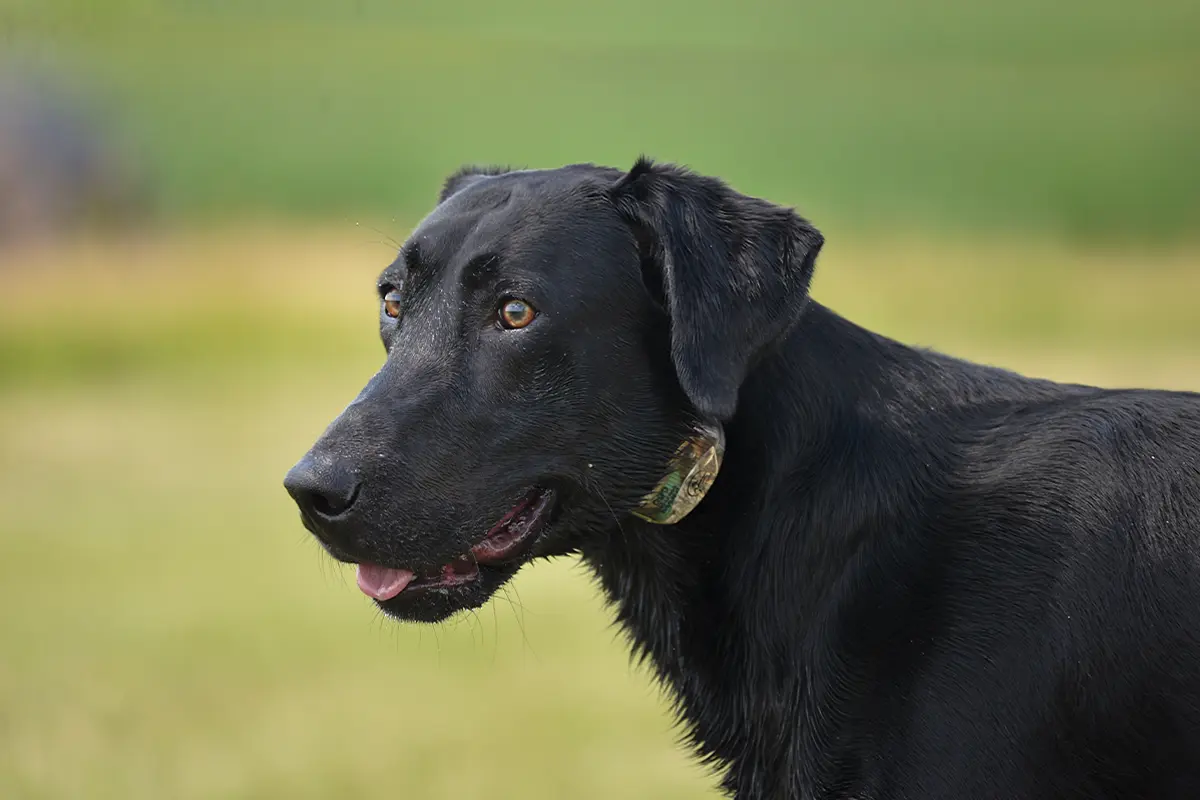 How to Avoid Over and Under Handling Your Dog Gun Dog