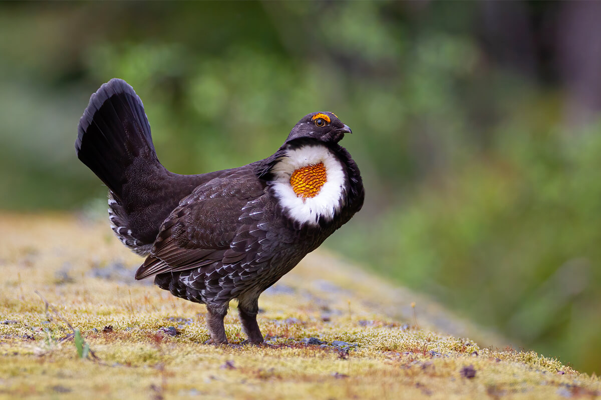 Blue Grouse Game Bird Profile