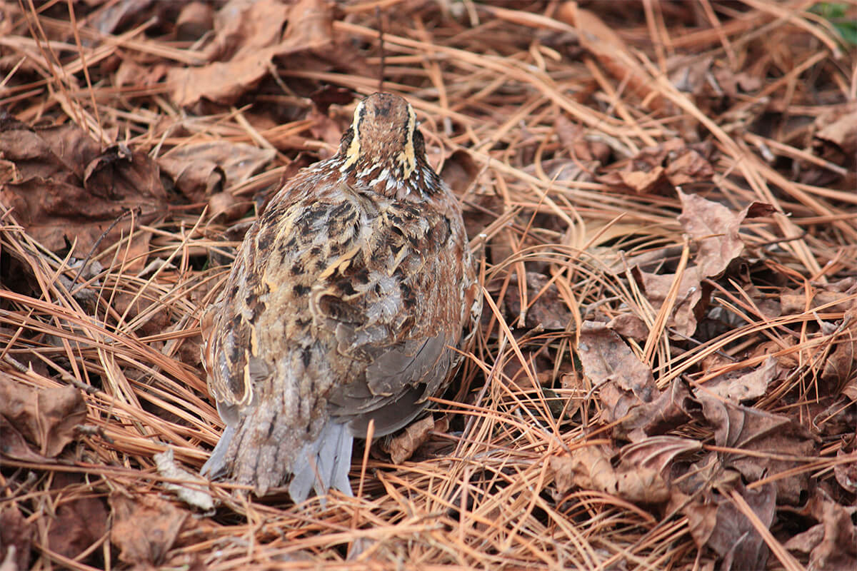 bobwhite quail