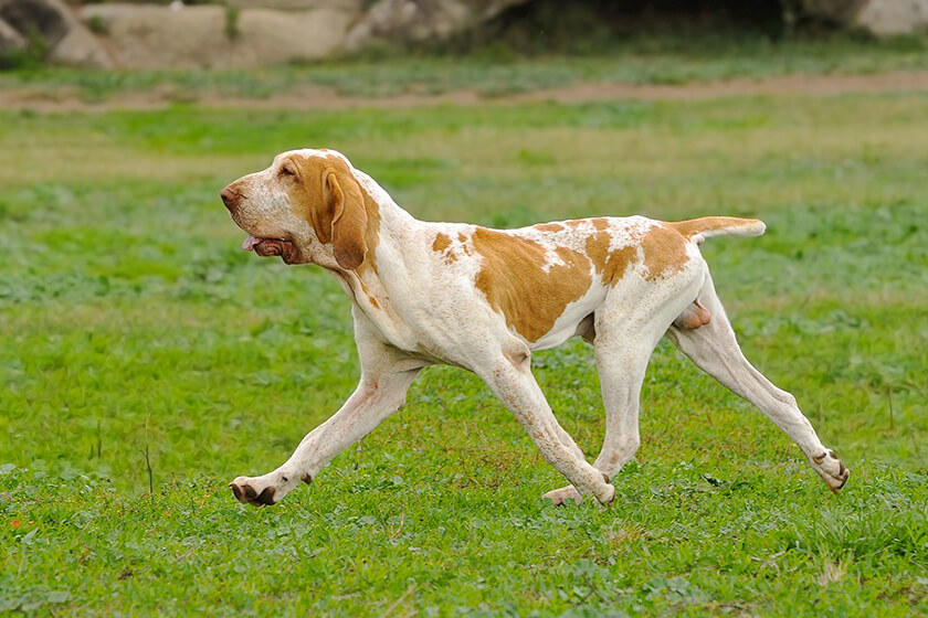 Bracco Italiano dog retrieving a pheasant
