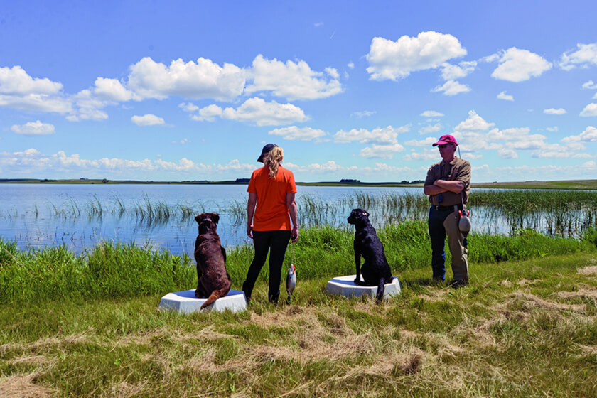 Gun dog handler with pro trainer and Labs