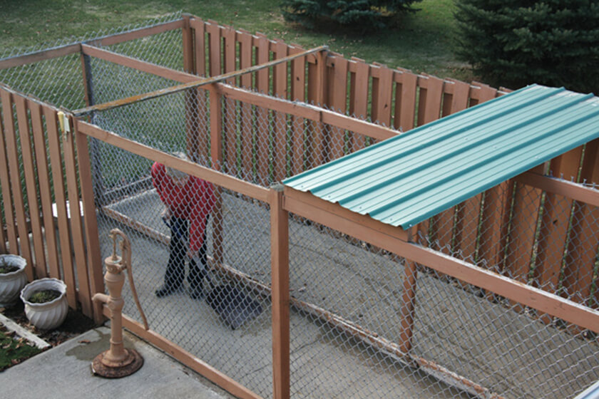 Dog kennel with concrete floor and chain-link walls.
