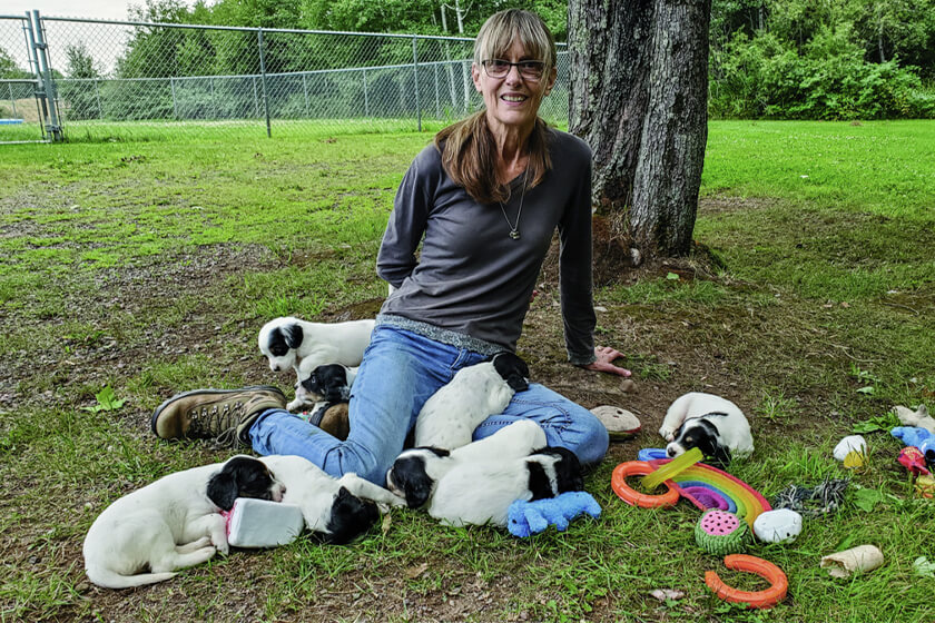 Woman trainer with English setter puppies