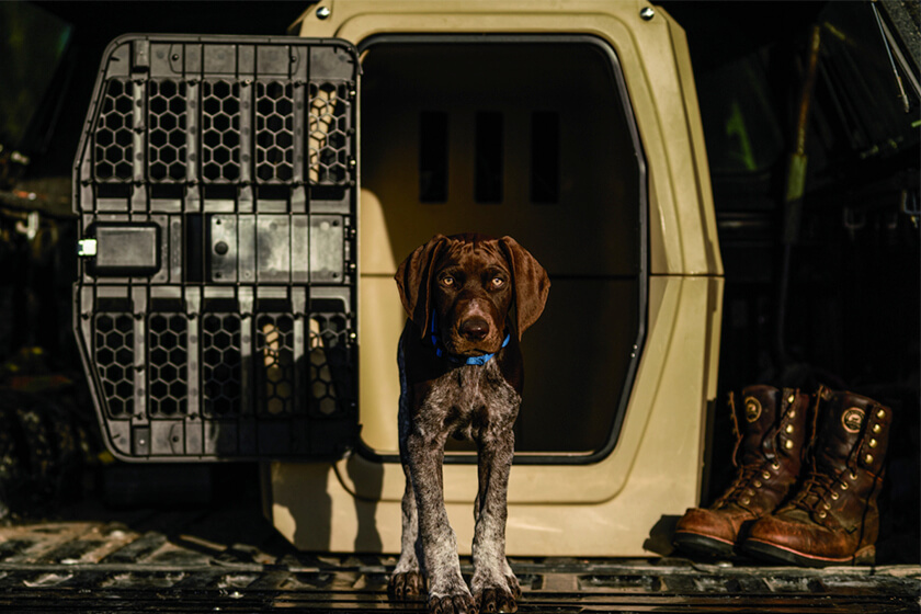German Shorthaired Pointer puppy at kennel