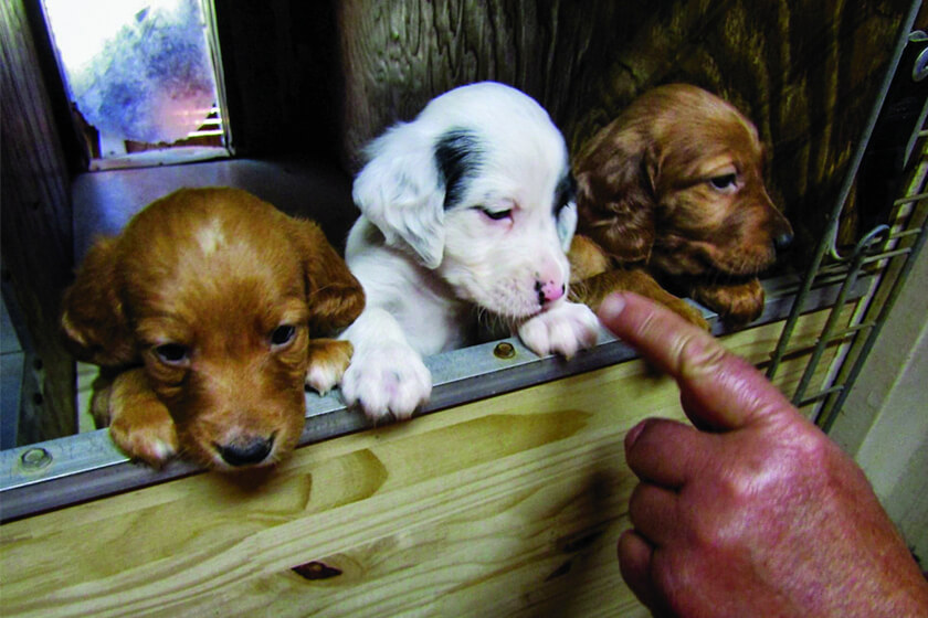 Handler with puppies
