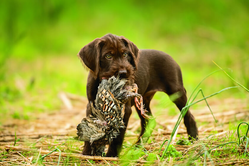 German Wirehaired Pointer puppy at kennel