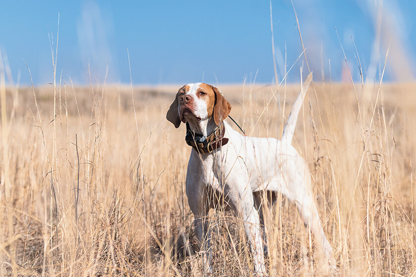 English pointer in a point