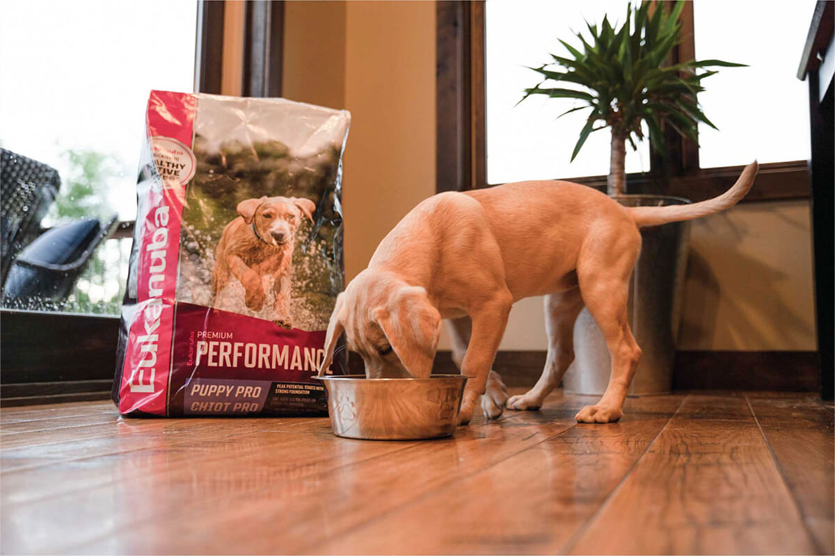 Can Sporting Breed Puppies Eat Adult Dog Food?