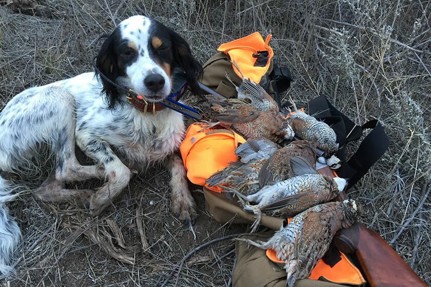English setter with quail