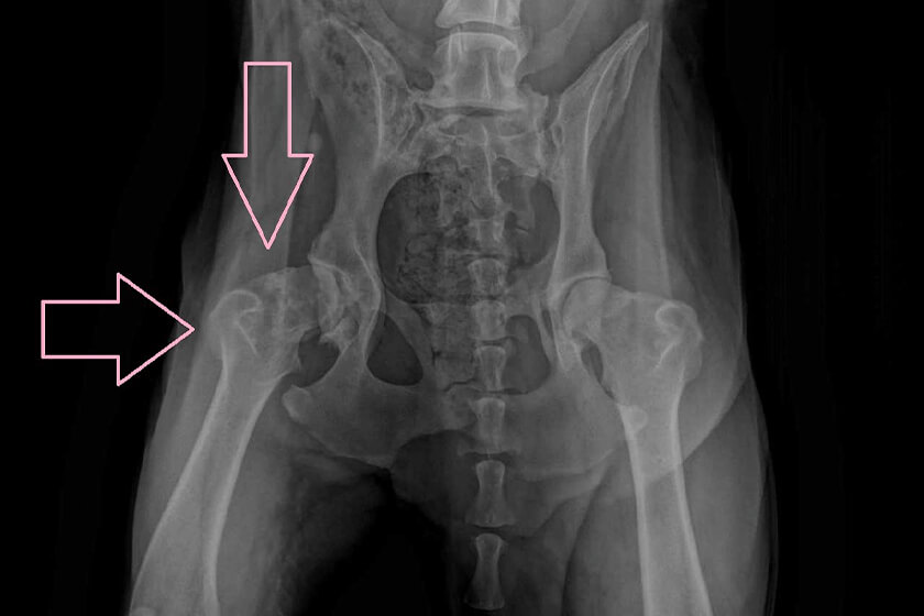X-ray of canine hip dysplasia