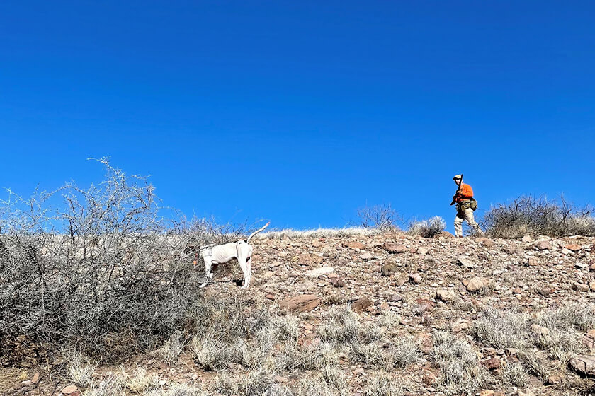 English pointer and hunter in desert