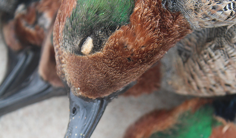 closeup of Green-Winged Teal