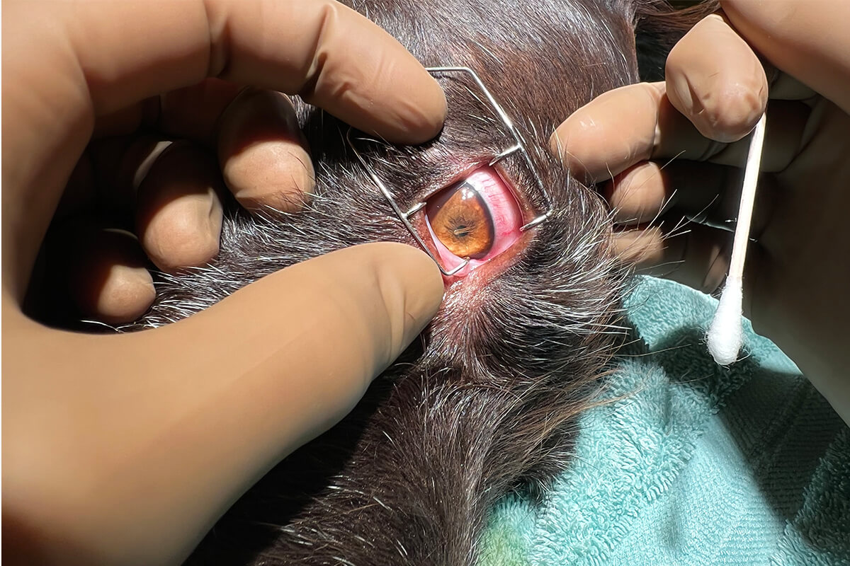 Common Eye Injuries for Hunting Dogs