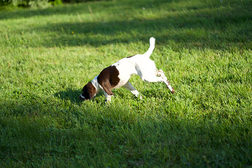 English springer spaniel puppy running in grass