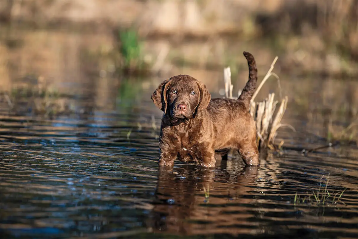 Bird Dog - Video Guide