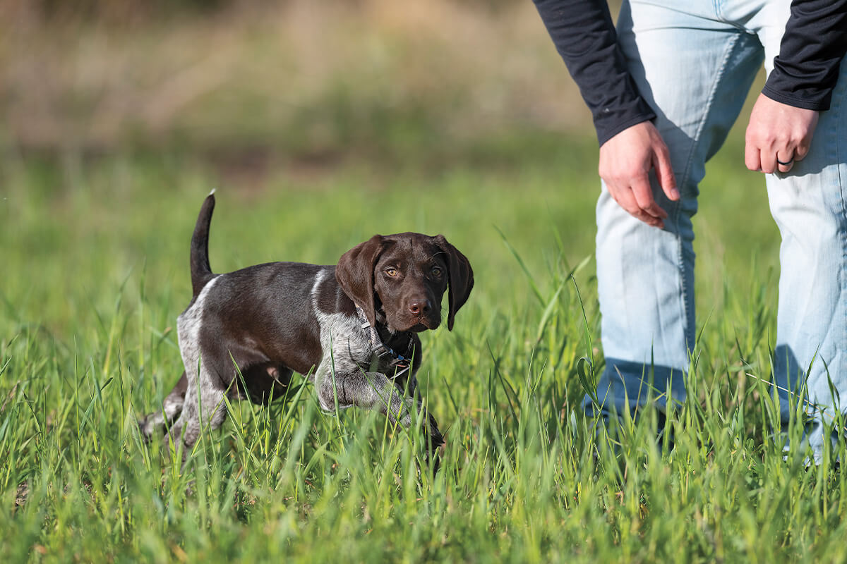 The Complete Bird Dog Buyer's Guide: Part 1 – Your New Puppy