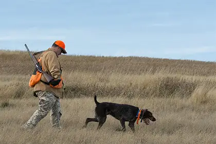 The Complete Guide to Public Land Pheasant Hunting - Gun Dog