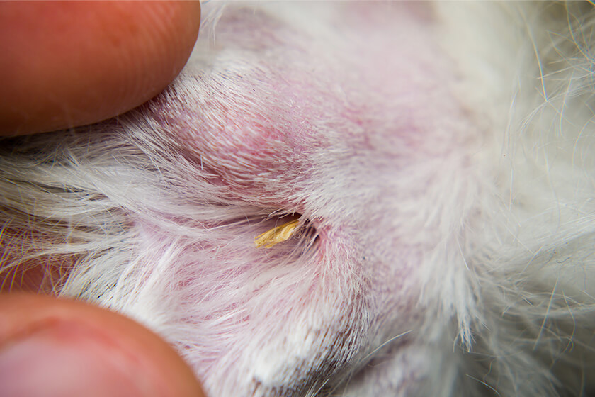 Foxtail stuck in dog's skin