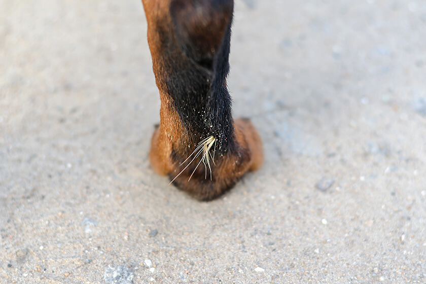 Foxtail stuck in dog's leg