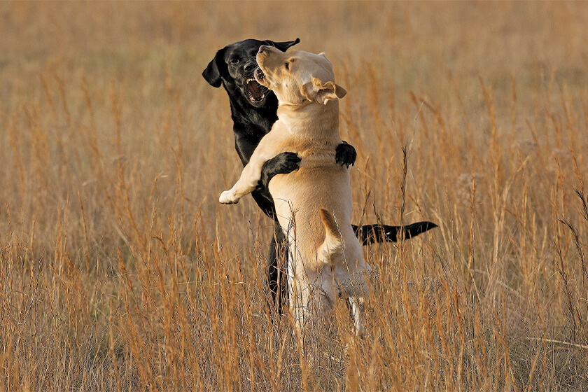 Two Labrador retrievers playing