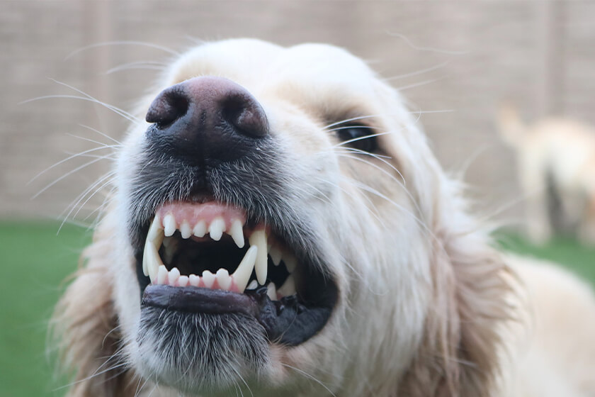 dog showing its teeth