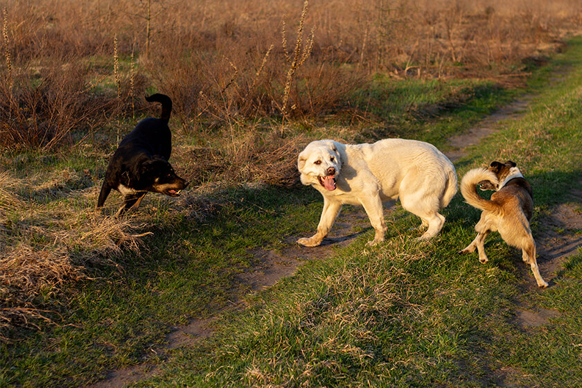 Three dogs playing